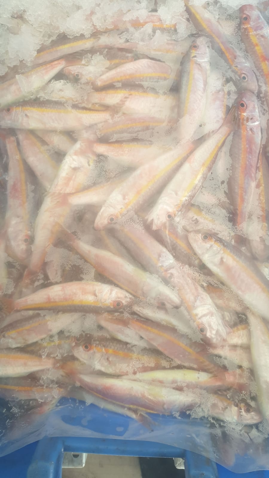 WhatsApp Image 2020-01-30 at 10.31.01 AM (1).jpeg.jpeg